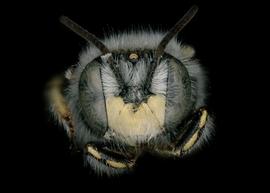   Anthidium dammersi  male face, photo: Tevan Brady 

