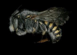   Anthidium dammersi  male lateral habitus, photo: Tevan Brady 
