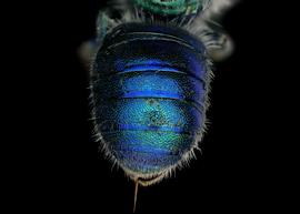   Osmia gaudiosanbsp; female abdomen, photo: Chelsey Ritner
