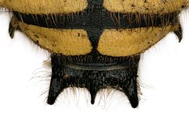  Fig 9,  Anthidium manicatum  male, dorsal view of seventh tergum (T7), photo: Jeni Sidwell 
