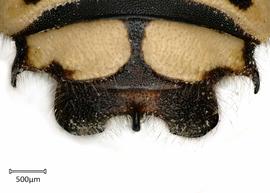   Anthidium porterae nbsp;male, dorsal view of seventh tergum (T7), photo: Jeni Sidwell 
