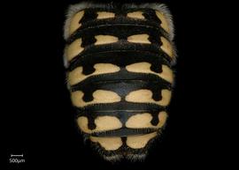   Anthidium porterae nbsp;male abdomen, photo: Jeni Sidwell 
