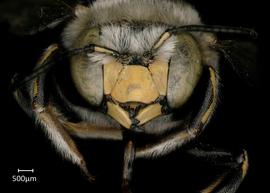   Anthidium porterae nbsp;male face, photo: Jeni Sidwell 
