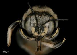   Anthidium porterae nbsp;female face, photo: Jeni Sidwell 

