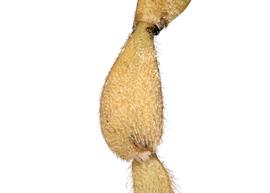   Trachusa larreae  female middle tibia, photo: C. Ritner 
