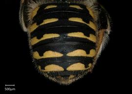   Anthidium maculifrons nbsp;female abdomen, photo: Jeni Sidwell 
