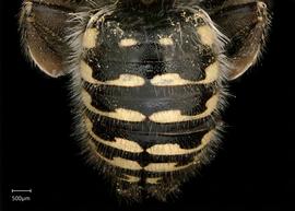   Anthidium emarginatumnbsp; male abdomen, photo: Tevan Brady 

