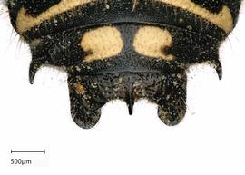   Anthidium collectum nbsp;male, dorsal view of seventh tergum (T7), photo: Tevan Brady 
