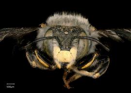   Anthidium collectum nbsp;male face, photo: Tevan Brady 
