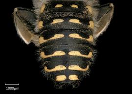   Anthidium collectum nbsp;male abdomen, photo: Tevan Brady 
