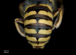   Anthidium sonorense nbsp;male abdomen, photo: Chelsey Ritner 
