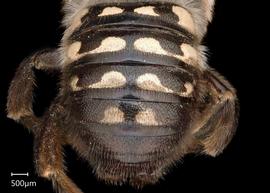   Anthidium atripes nbsp;male abdomen, photo: Tevan Brady 
