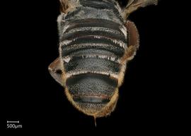   Carinula fervida  female abdomen, photo: Chelsey Ritner 
