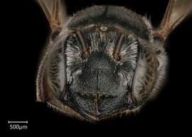   Carinula fervida  female face, photo: Chelsey Ritner 
