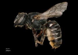   Carinula fervida  female lateral habitus, photo: Chelsey Ritner 
