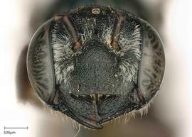   Carinula fervida  female face, photo: Joshua Hengel 
