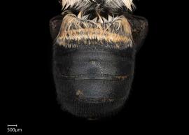   Maximegachile nbsp; maxillosanbsp; female abdomen, photo: Chelsey Ritner 
