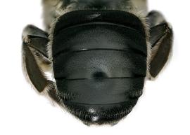   Anthidium rodriguezi  female abdomen, photo: C. Ritner 
