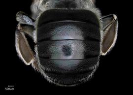   Anthidium rodriguezi nbsp;female abdomen; photo: Chelsey Ritner 
