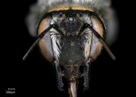   Anthidium rodriguezi nbsp;female face, photo: Chelsey Ritner 
