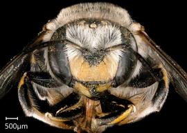   Anthidium cochimi nbsp;female face, photo: Tevan Brady 
