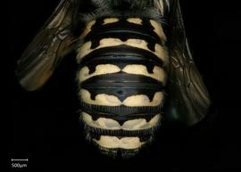   Anthidium platyfronsnbsp; male abdomen, photo: Chelsey Ritner 

