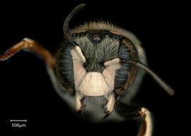   Anthidium platyfronsnbsp; male face, photo: Chelsey Ritner 
