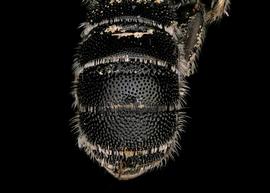   Heriades carinatus  female abdomen, photo: T. Brady 
