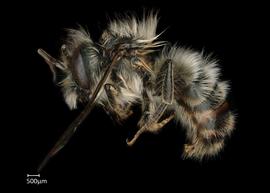   Osmia cornifrons  male lateral habitus, photo: Chelsey Ritner 
