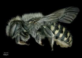   Anthidium tenuiflorae nbsp;female lateral habitus, photo: Chelsey Ritner 
