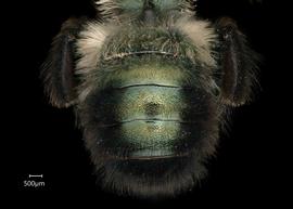   Osmia interga  male abdomen, photo: Chelsey Ritner 
