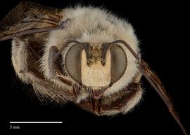  Xylocopa bentoni, face male, photo: Brooke Bagot 
