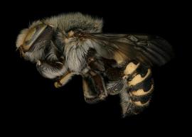   Anthidium psoraleae  male lateral habitus, photo: Jeni Sidwell 
