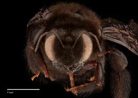  Xylocopa sp., female face, photo: Brooke Bagot 
