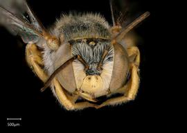   Anthidium amabile  male face, photo: Chelsey Ritner 
