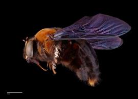  Xylocopa flavorufa, male, lateral, habitus, photo:Colleen Meidt 
