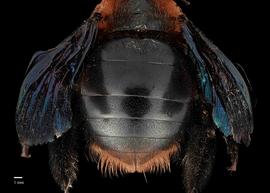  Xylocopa flavorufa, female, abdomen, habitus, photo: J. Scott Adams 
