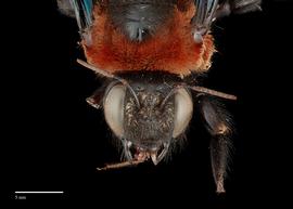  Xylocopa flavorufa, female, face, habitus, photo: J. Scott Adams 
