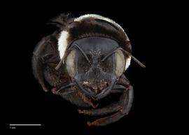  Xylocopa inconstans, female, face, habitus, photo: Colleen Meidt 

