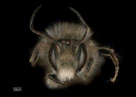   Osmia cornifrons  male face, photo: Chelsey Ritner 
