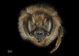   Osmia cornifrons  female face, photo: Chelsey Ritner 
