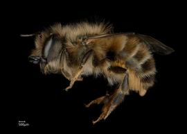   Osmia cornifrons  female lateral habitus, photo: Chelsey Ritner 
