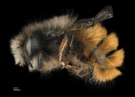   Osmia cornuta  male lateral habitus, photo: Chelsey Ritner 
