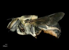  Anthidium chamelense nbsp;female lateral habitus, photo: Chelsey Ritner 
