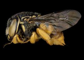   Pachyanthidium katangense  female lateral habitus, photo: C. Ritner 
