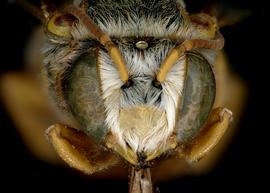   Icteranthidium aff cinctum  male face, photo: C. Ritner 
