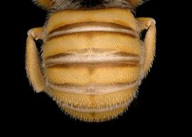   Icteranthidium cinctum  male abdomen, photo: T. Brady 
