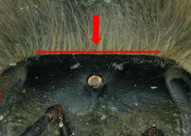   Apis mellifera  female vertex straight, photo: S. Burrows 
