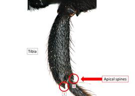   Euaspis abdominalis  male middle tibia with two apical spines, photo: C. Ritner 
