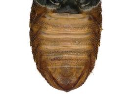   Euaspis basalis  female sterna without scopa, photo: C. Ritner 
